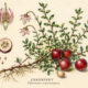 Cranberry and Its Place in Witchcraft