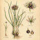 Crow Garlic: A Wild Plant of Protection and Purification
