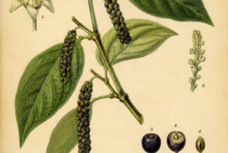 Cubeb: A Magical Spice in Paganism and Witchcraft
