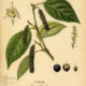 Cubeb: A Magical Spice in Paganism and Witchcraft