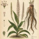 Culver’s Root: A Sacred Herb in Paganism and Witchcraft