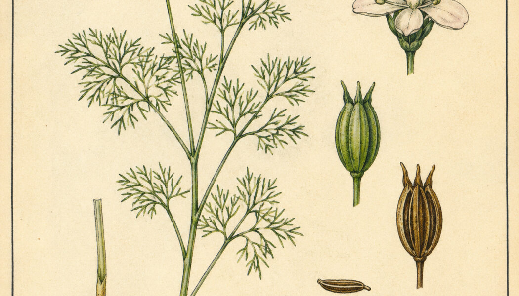 Cumin and Its Place in Witchcraft