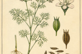 Cumin and Its Place in Witchcraft