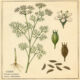 Cumin and Its Place in Witchcraft