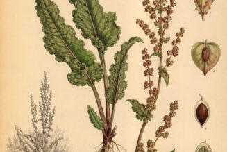 Curly Dock: A Resilient Plant in Paganism and Witchcraft