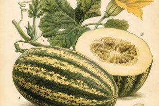 Cushaw: The Golden Gourd in Paganism and Witchcraft
