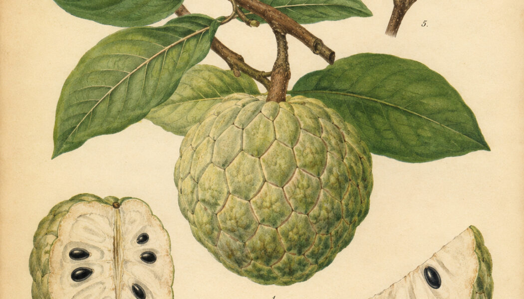 Custard Apple: A Sweet Fruit in Folklore, Paganism, and Witchcraft