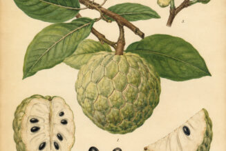 Custard Apple: A Sweet Fruit in Folklore, Paganism, and Witchcraft