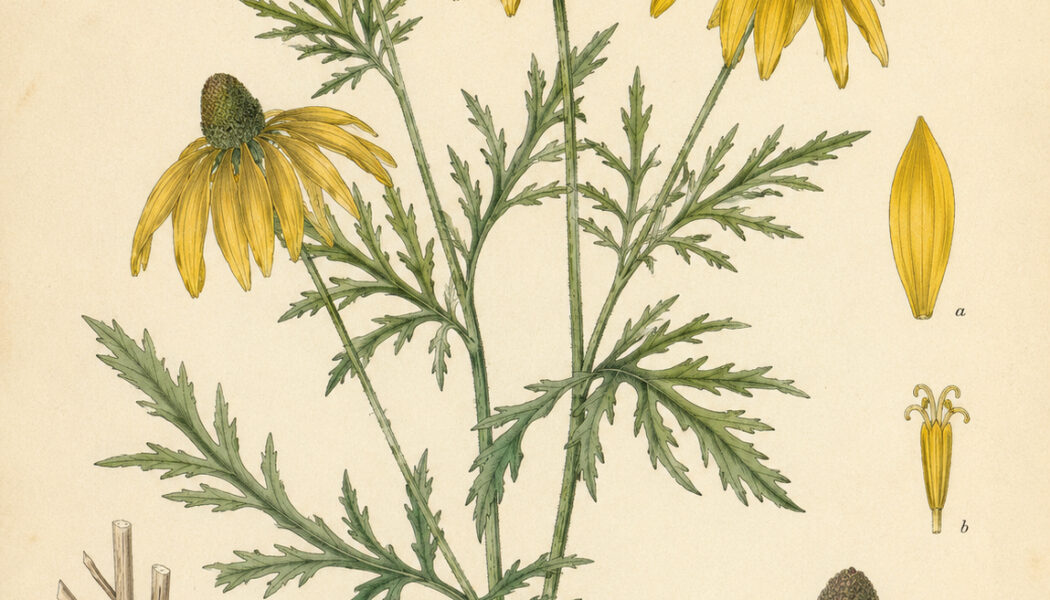Cutleaf Coneflower: A Bright Wildflower in Nature, Paganism, and Witchcraft