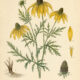 Cutleaf Coneflower: A Bright Wildflower in Nature, Paganism, and Witchcraft