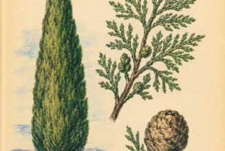 Cypress and Its Place in Witchcraft