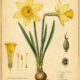 Daffodil: A Flower of Renewal in Nature, Paganism, and Witchcraft