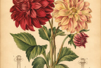 Dahlia: A Symbol of Beauty, Strength, and Modern Magical Practice