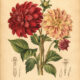 Dahlia: A Symbol of Beauty, Strength, and Modern Magical Practice