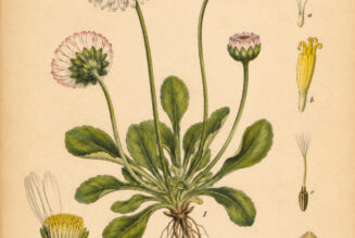 Daisy: A Symbol of Innocence, Protection, and Renewal in Paganism and Witchcraft