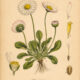 Daisy: A Symbol of Innocence, Protection, and Renewal in Paganism and Witchcraft