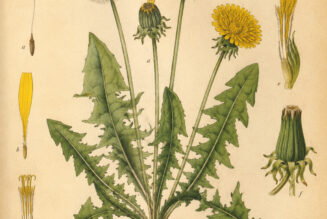 Dandelion: A Humble Plant of Healing, Magic, and Spiritual Wisdom