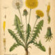 Dandelion: A Humble Plant of Healing, Magic, and Spiritual Wisdom