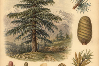 Deodar Cedar: The Sacred Tree of Strength, Protection, and Spiritual Wisdom