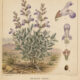 Desert Sage: A Sacred Plant in Paganism and Witchcraft