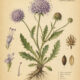 Devil’s-Bit Scabious: A Magical Wildflower of Protection and Mystery