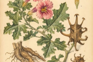 Devil’s Claw: A Protective Root in Paganism and Witchcraft