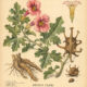 Devil’s Claw: A Protective Root in Paganism and Witchcraft