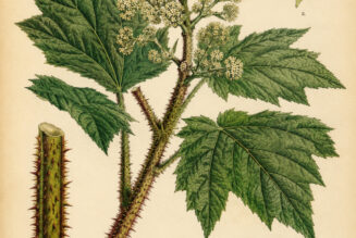 Devil’s Club: A Powerful Plant in Nature, Paganism, and Witchcraft