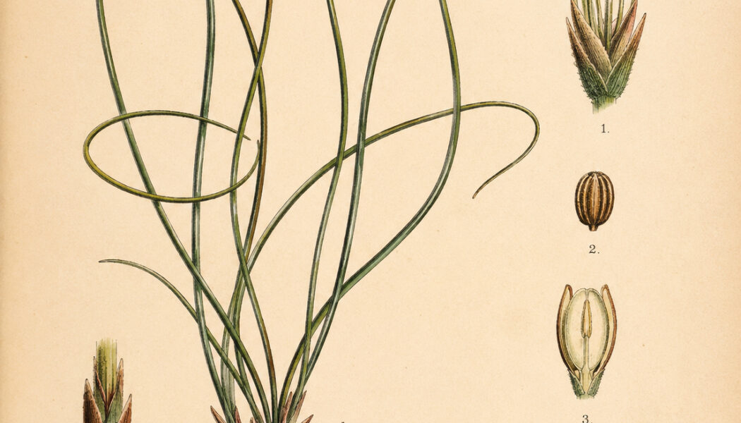 Devil’s Shoestring: A Powerful Root in Folk Magic and Pagan Tradition
