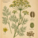 Dill: The Protective Herb of Paganism and Witchcraft