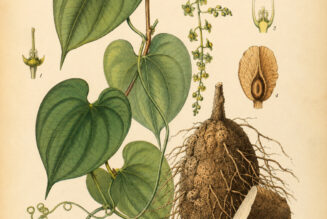 Dioscorea: The Sacred Yam in Paganism and Witchcraft