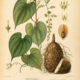 Dioscorea: The Sacred Yam in Paganism and Witchcraft