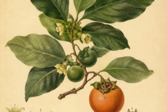 Diospyros: The Sacred Ebony Tree in Paganism and Witchcraft