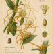 Dodder: The Tangled Vine of Binding Magic