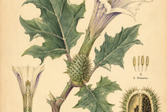 Downy Thorn Apple: A Powerful and Mysterious Plant in Paganism and Witchcraft