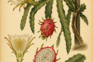 Dragon Fruit Cactus: A Symbol of Resilience, Abundance, and Magical Growth