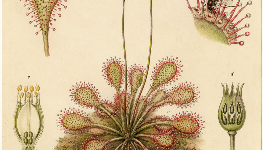 Drosera: The Enchanting Sundew in Nature, Paganism, and Witchcraft