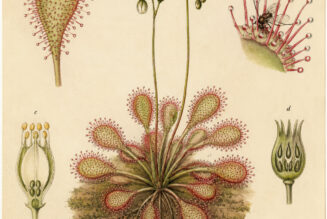 Drosera: The Enchanting Sundew in Nature, Paganism, and Witchcraft