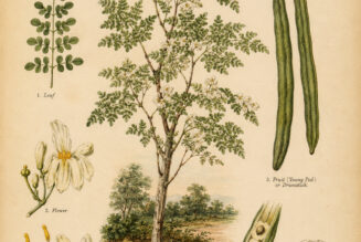 The Drumstick Tree: A Sacred Plant of Healing, Protection, and Spiritual Strength