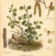 Dwarf Birch: A Hardy Symbol of Resilience in Paganism and Witchcraft