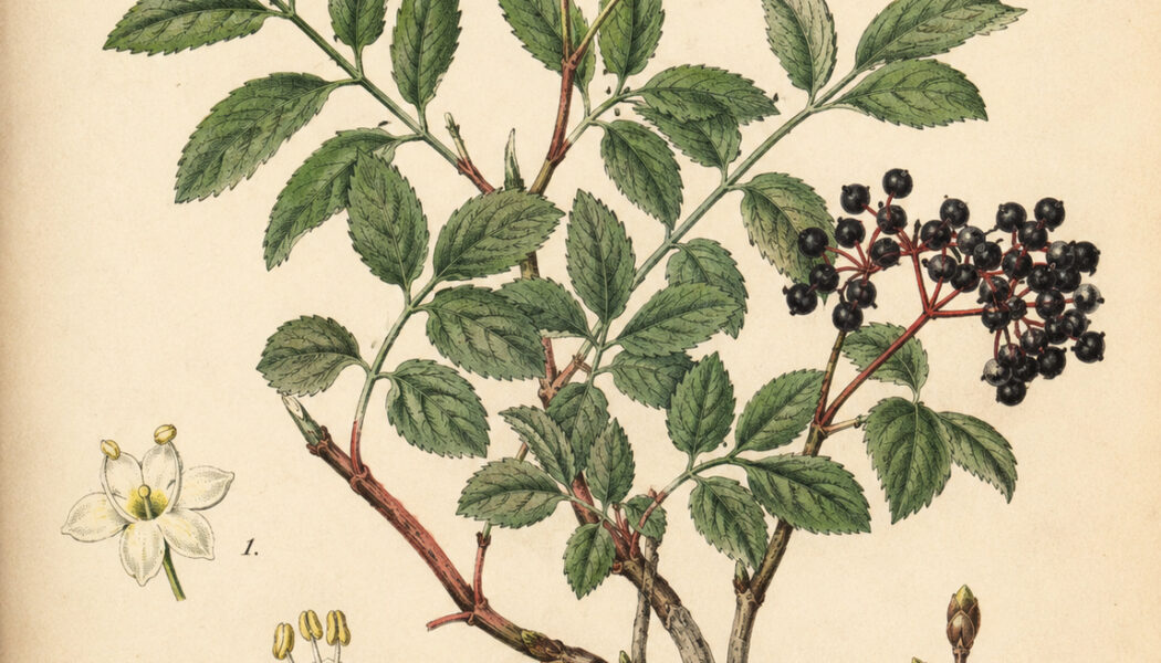 Dwarf Elder: A Mysterious Plant of Protection and Folklore