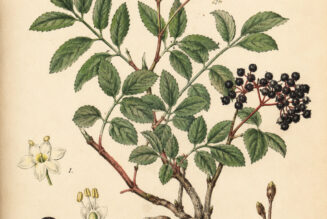 Dwarf Elder: A Mysterious Plant of Protection and Folklore