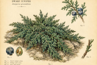 Dwarf Juniper: A Sacred Evergreen of Protection and Endurance