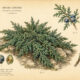 Dwarf Juniper: A Sacred Evergreen of Protection and Endurance