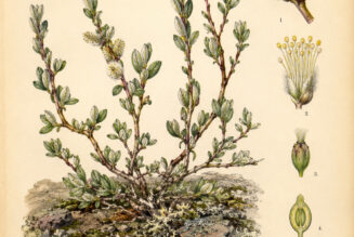 Dwarf Willow: A Symbol of Resilience in Paganism and Witchcraft