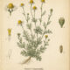 Dyer’s Chamomile: The Golden Herb of Colour, Sun Magic, and Prosperity