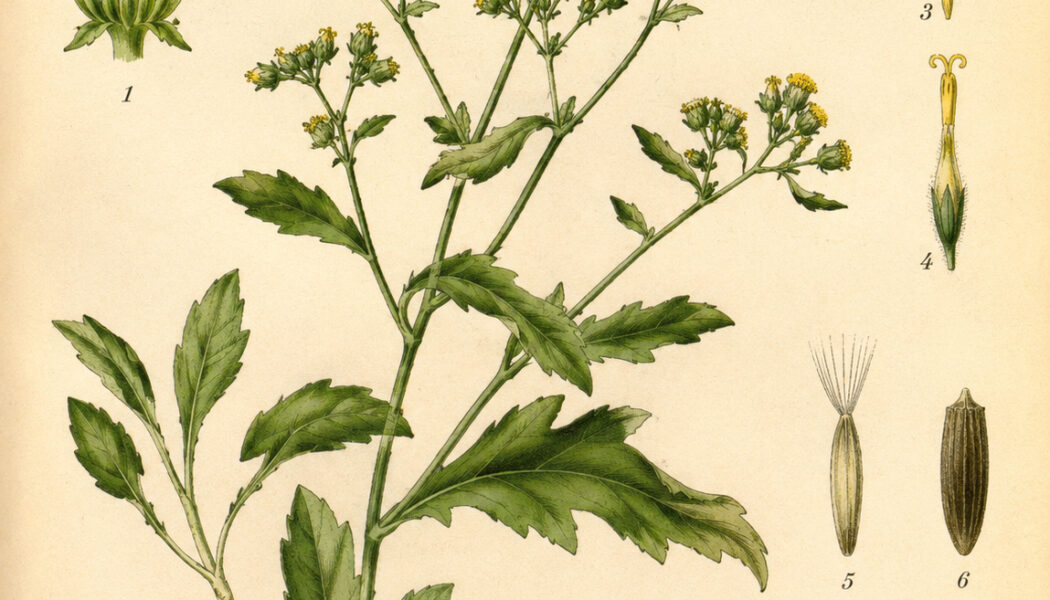 Dyer’s Greenweed: A Bright Plant of Colour, Protection, and Folk Magic