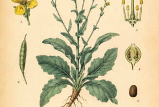 Dyer’s Woad: The Ancient Blue Plant of Magic and Transformation
