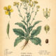 Dyer’s Woad: The Ancient Blue Plant of Magic and Transformation