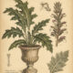 Grecian Plant: Its Importance in Paganism and Witchcraft